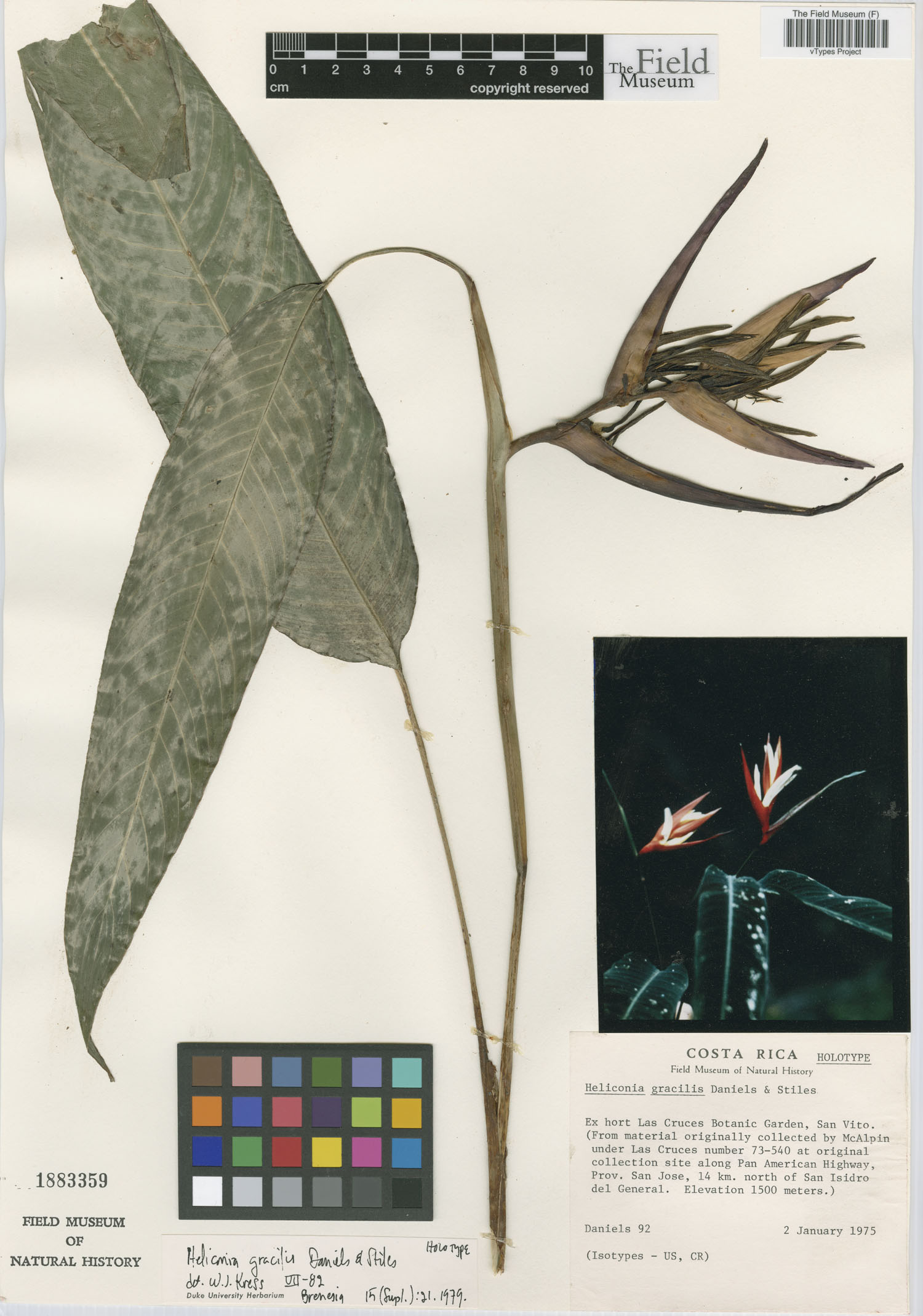 Heliconia gracilis image