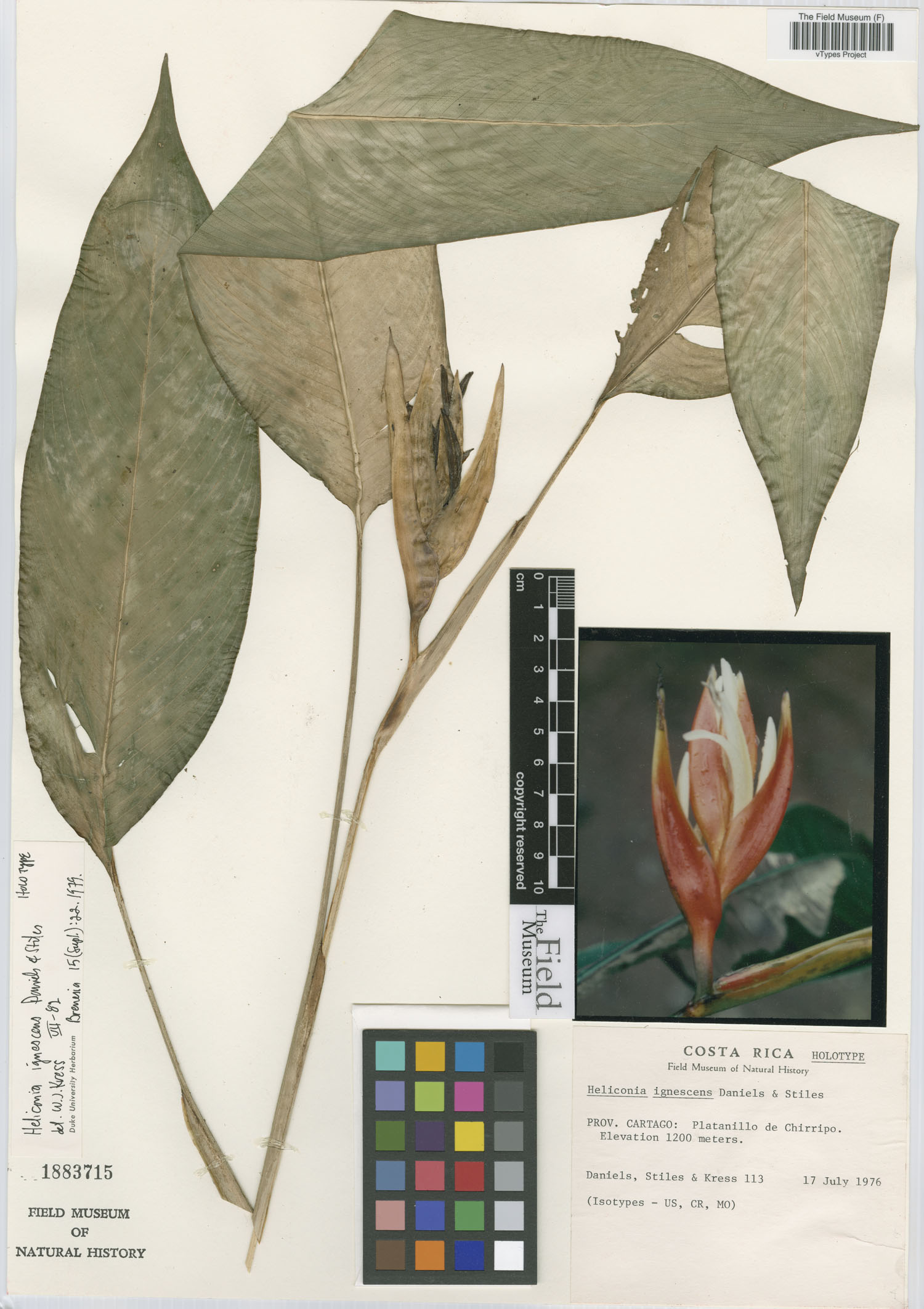 Heliconia ignescens image