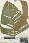 Heliconia lophocarpa image