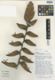 Heliconia curtispatha image