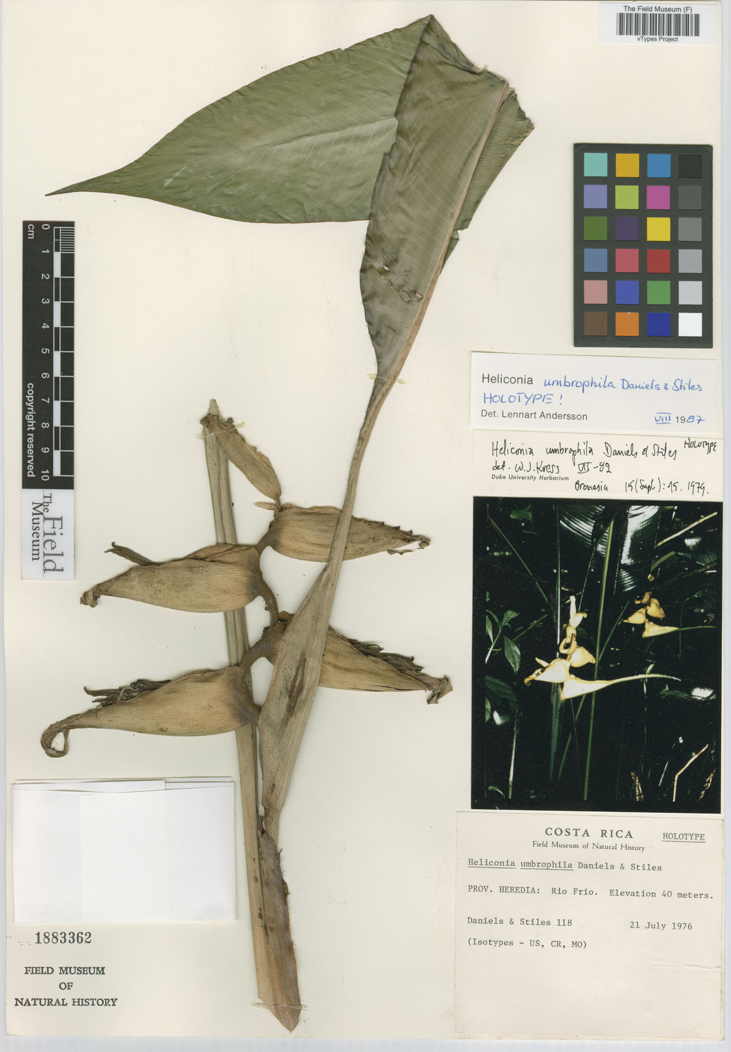 Heliconia umbrophila image