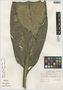 Heliconia wilsonii image