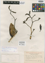 Bromheadia divaricata Ames & C. Schweinf., North Borneo (Malaysia), J. Clemens 389, Isotype, F