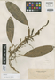 Bulbophyllum alsiosum Ames, PHILIPPINES, A. D. E. Elmer 9817, Isotype, F