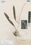 Bulbophyllum negrosianum Ames, PHILIPPINES, A. D. E. Elmer 9821, Isotype, F