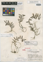 Campylocentrum microphyllum Ames & Correll, GUATEMALA, J. A. Steyermark 37376, Holotype, F