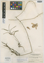 Dendrobium vanoverberghii Ames, PHILIPPINES, M. Vanoverbergh 1345, Isotype, F
