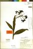 Epidendrum cnemidophorum image