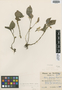 Liparis latialata Mansf., TANZANIA, H. J. E. Schlieben 3091, Isotype, F