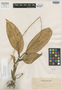 Liparis negrosiana Ames, PHILIPPINES, A. D. E. Elmer 9606, Isotype, F