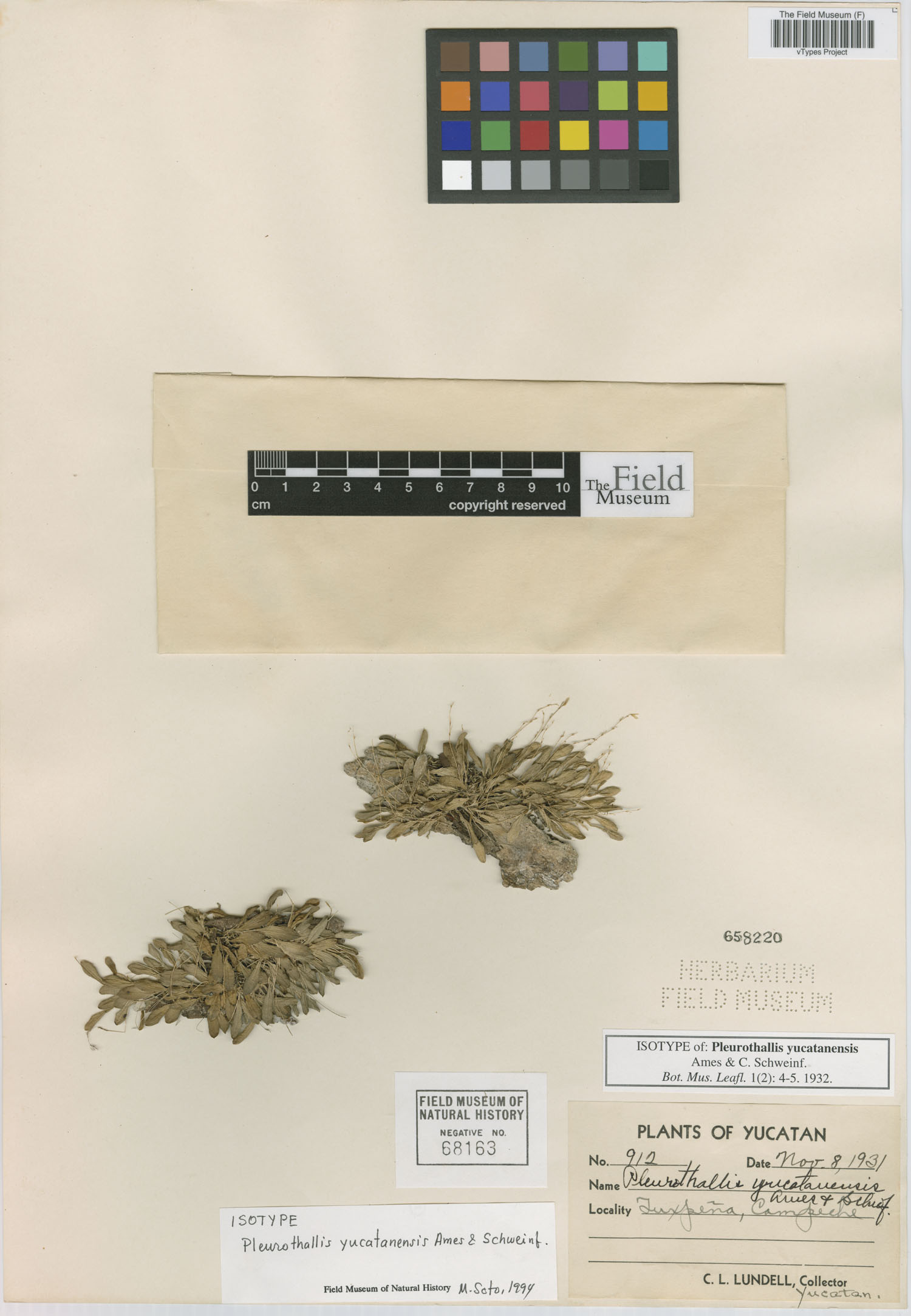Specklinia yucatanensis image