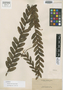 Podochilus elmeri Ames, PHILIPPINES, A. D. E. Elmer 10718, Isotype, F