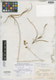 Oncidium bahamense Nash, BAHAMAS, L. J. K. Brace 3689, Isotype, F
