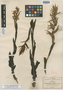 Spiranthes aurantiaca var. acuminata B. L. Rob. & Seaton, MEXICO, C. G. Pringle 4280, Syntype, F