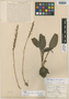 Spiranthes tenuiflora Greenm., MEXICO, C. G. Pringle 6995, Isotype, F