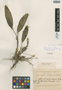Stelis langlassei Schltr., COLOMBIA, E. Langlassé 101, Isotype, F