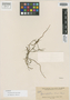 Taeniophyllum elmeri Ames, PHILIPPINES, A. D. E. Elmer 10336, Isotype, F
