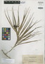 Freycinetia insipida Martelli, PHILIPPINES, A. D. E. Elmer 12426, Isotype, F