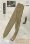 Freycinetia robusta Elmer, PHILIPPINES, A. D. E. Elmer 18026, Isotype, F