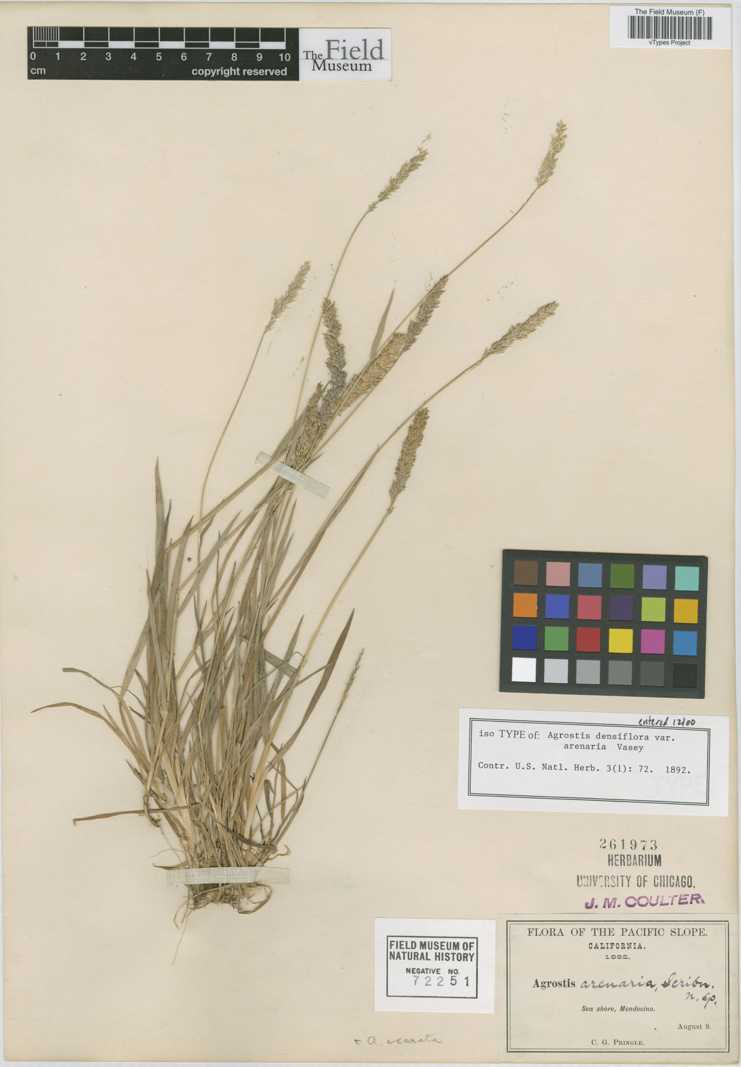 Agrostis densiflora var. arenaria image
