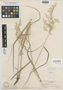 Calamagrostis lactea Beal, U.S.A., W. N. Suksdorf 1022, Isotype, F
