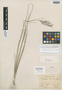 Danthonia breviseta Hack., BRAZIL, A. F. M. Glaziou 17361, Isotype, F