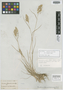 Danthonia curva var. elongata Stapf, P. MacOwan 1283, Isotype, F