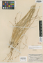 Deschampsia mackensieana Raup, CANADA, H. M. Raup 6707, Isotype, F