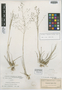 Eragrostis floridana image