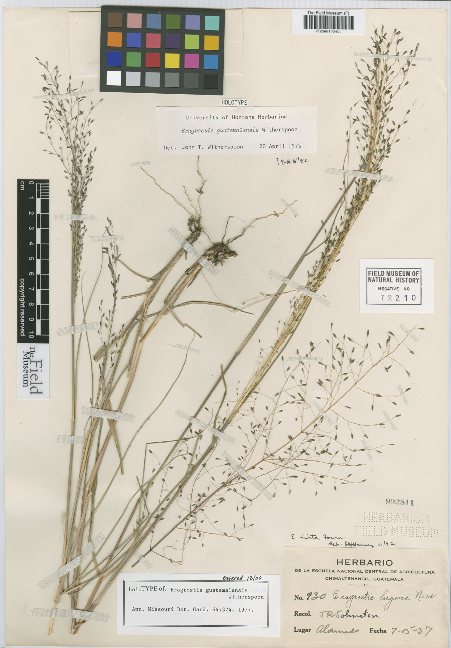 Eragrostis guatemalensis image