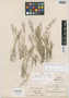 Eragrostis pusilla image