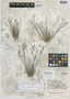 Eragrostis cubensis image