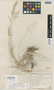 Eragrostis stentiae Bremek. & Oberm., BOTSWANA, G. van Son 28620, Isotype, F
