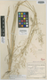 Eragrostis vansonii Bremek. & Oberm., BOTSWANA, G. van Son 28605, Isotype, F