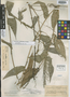 Ichnanthus areolatus K. E. Rogers, British Guiana [Guyana], A. S. Hitchcock 17562, Isotype, F