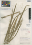 Ichnanthus longifolius Swallen, Venezuela, J. A. Steyermark 58020, Isotype, F