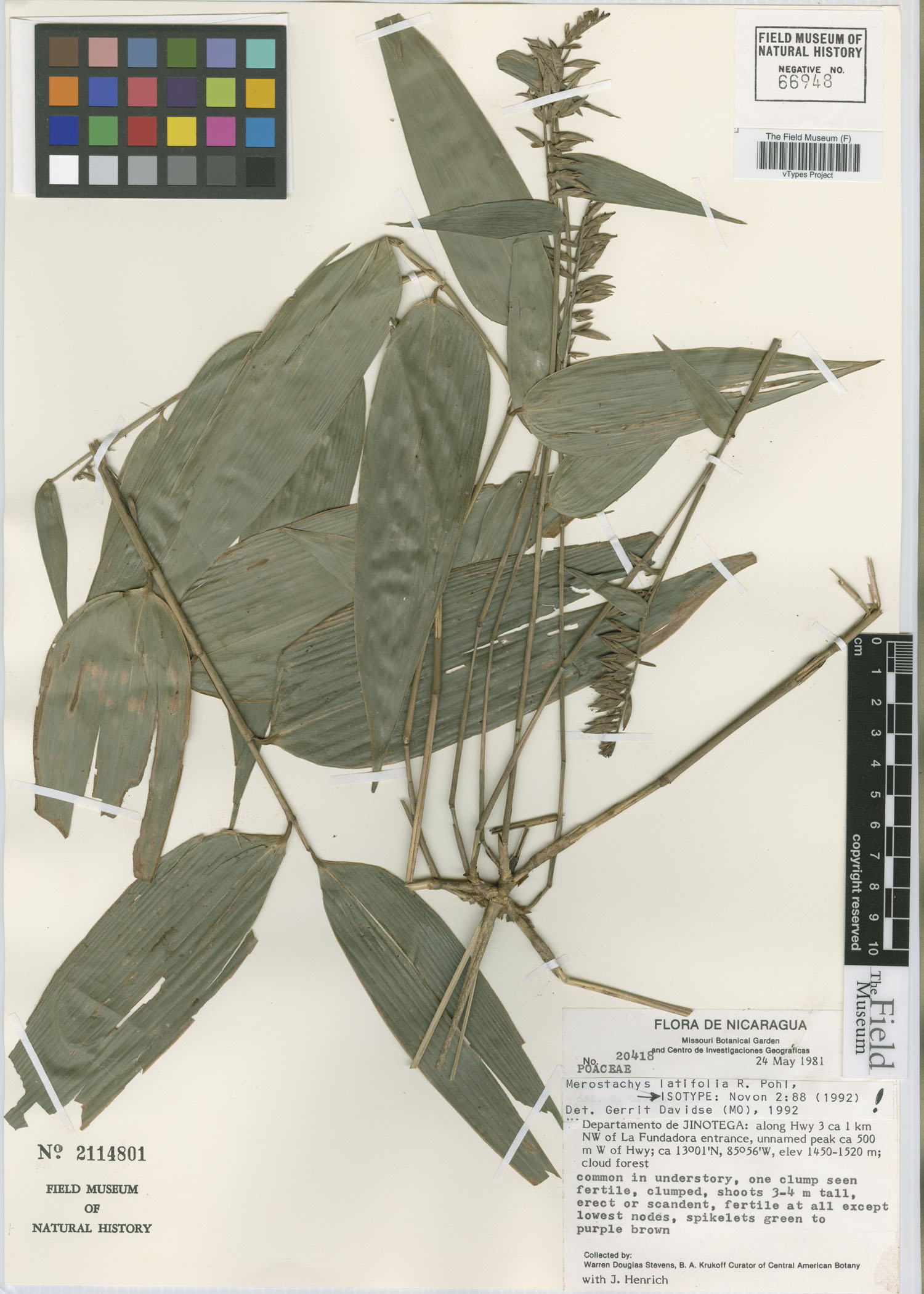 Merostachys latifolia image