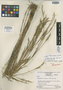 Myriocladus gracilis Swallen, VENEZUELA, J. A. Steyermark 489, Isotype, F