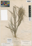 Panicum malacon Nash, U.S.A., G. V. Nash 628, Isotype, F