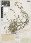 Panicum aplismenoides Nash, Puerto Rico, A. A. Heller 1316, Isotype, F