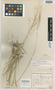 Panicum bechuanensis Bremek. & Oberm., South Africa, G. van Son 28611, Isotype, F
