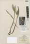 Paspalum longicuspe Nash, Mexico, C. G. Pringle 3854, Isotype, F