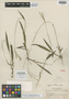 Paspalum umbratile Chase, Honduras, P. C. Standley 56212, Isotype, F