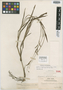 Paspalum olivaceum Hitchc. & Chase, GUADELOUPE, A. Duss 3915, Isotype, F