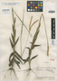 Paspalum erectifolium Swallen, VENEZUELA, J. A. Steyermark 60302, Isotype, F