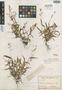 Paspalum manabiense Mez, Ecuador, H. F. A. von Eggers 14965, Isotype, F