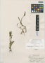 Heteranthera limosa f. albiflora Benke, U.S.A., H. C. Benke 5127, Holotype, F
