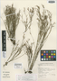 Calopsis clandestina Esterh., South Africa, E. E. Esterhuysen 34146, Isotype, F