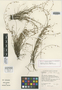 Calopsis pulchra Esterh., South Africa, E. E. Esterhuysen 31255, Isotype, F