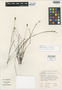 Calopsis sparsa Esterh., South Africa, E. E. Esterhuysen 32751, Isotype, F